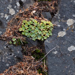 Miniature succulents