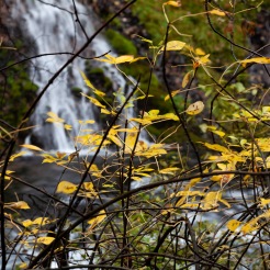 Autumn leaves at McArthur-Burney Falls