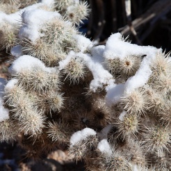Snowy Cholla cactus