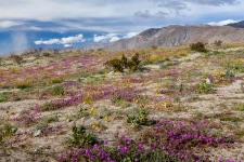 Wildflowers in bloom in the Anza-Borrego Desert 3 March 2019