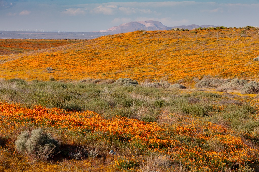 Antelope Valley California Poppy Reserve