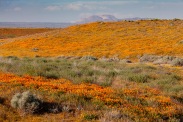 Near Antelope Valley California Poppy Reserve