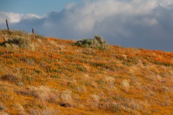 Near Antelope Valley California Poppy Reserve