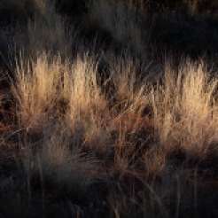 Early sun on drief grass